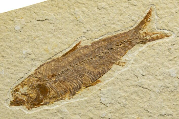 Detailed Fossil Fish (Knightia) - Wyoming #333915